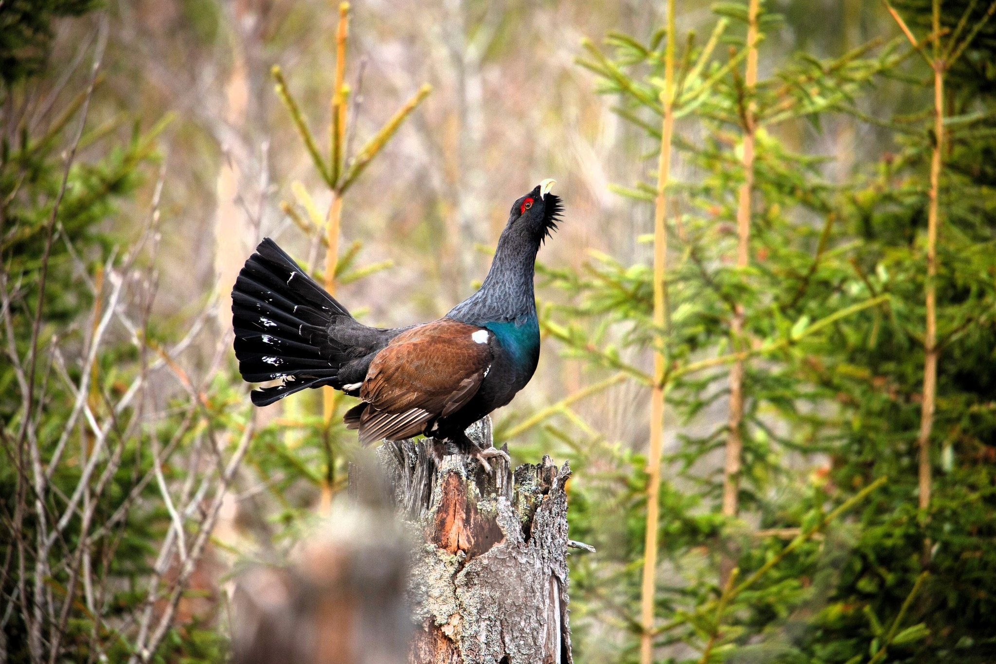 Der scheue Auerhahn ist heimisch im Bayerischen Wald, wo er zwischen dichten Fichten- und ...