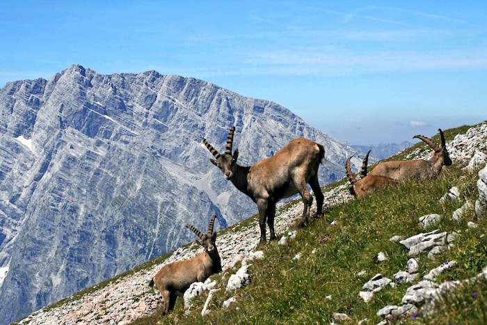 Die wilde Bergwelt des Berchtesgadener Landes vor der schroffen Kulisse des Watzmann-Massivs.