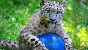 Immer wieder am Ball: Salzburgs Schneeleoparden.