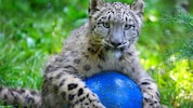 Immer wieder am Ball: Salzburgs Schneeleoparden.