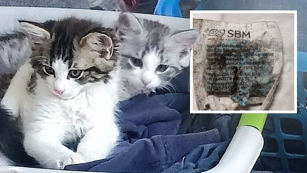 Kätzchen „Betty“ (vorne) hat dank rascher Hilfe überlebt. In St. Gallen (Bezirk Liezen) wurde ...