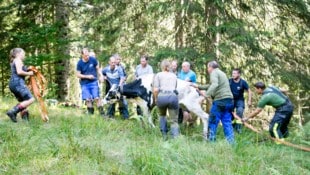 Eines der Tiere musste mit Gurten und Seilzug aus dem unwegsamen Gelände geborgen werden. 