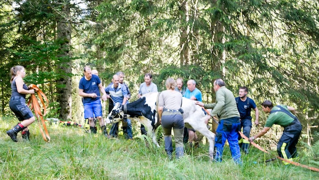 Eines der Tiere musste mit Gurten und Seilzug aus dem unwegsamen Gelände geborgen werden.