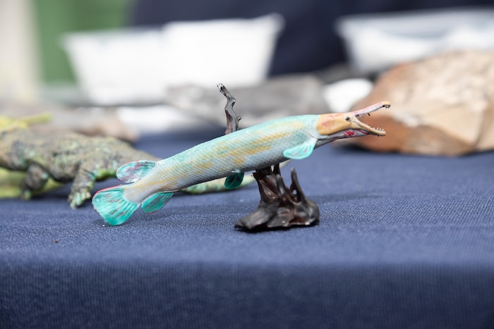 Modell eines Knochenhechtes.