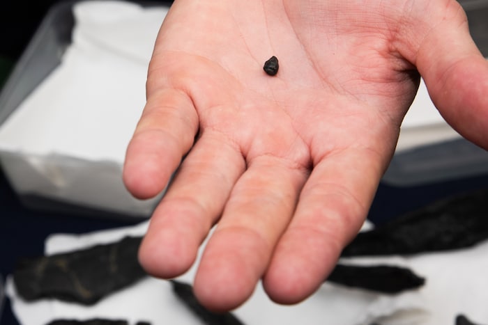 Zahlreiche Fundstücke aus der Kreidezeit sind im Städtischen Museum in Neunkirchen zu sehen und ...