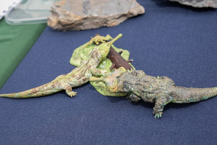 3D-Modelle des Choristodera, einem krokodilähnlichem Reptil aus der Kreidezeit.