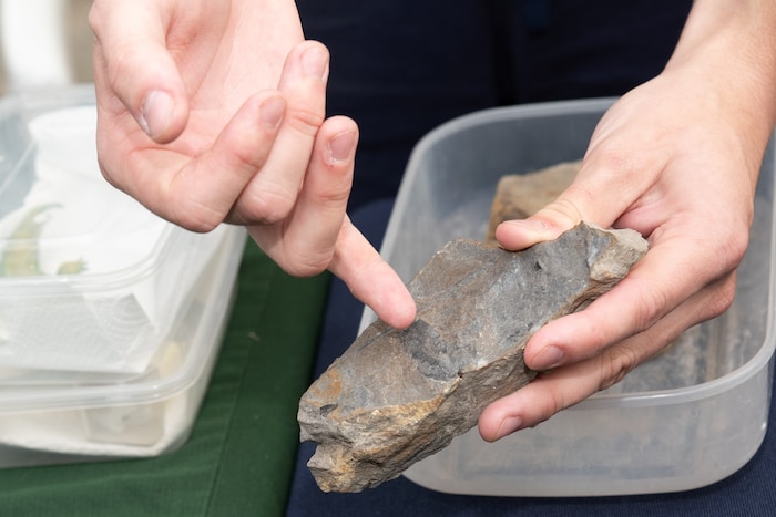 In altem Gestein sind immer wieder neue Funde wie Eier oder Fraßspuren von Lebewesen aus ...