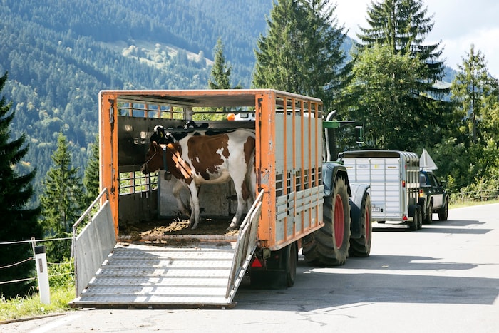 Die zwei Tiere hatten offenbar keine große Lust auf eine Fahrt im Transporter.