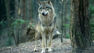 Nachgewiesene Wolf-Sichtungen in der Steiermark sind aktuell selten.