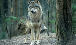 Zwei Tage, nachdem er zum Abschuss freigegeben worden war, wurde im Montafon ein Wolf ...