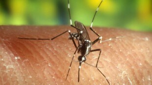 Der Malaria-Erreger ist ein Parasit, der durch Stechmücken übertragen wird.