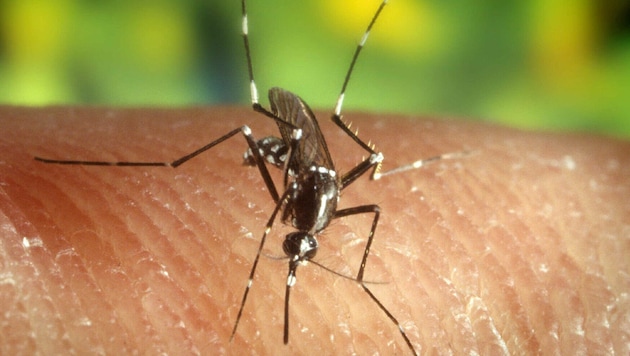 Der Malaria-Erreger ist ein Parasit, der durch Stechmücken übertragen wird.