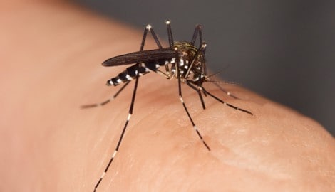 Die ursprünglich in Asien beheimatete Stechmückenart ist bereits in Teilen Österreichs ...