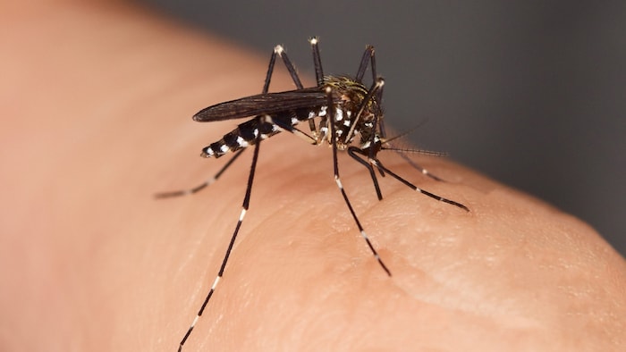 Das Chikungunya-Virus wird durch die Tigermücke übertragen.