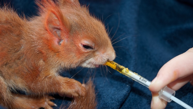 Die Aufzucht von erkrankten Wildtieren gehört in die Hände von Fachleuten. (Symbolbild)