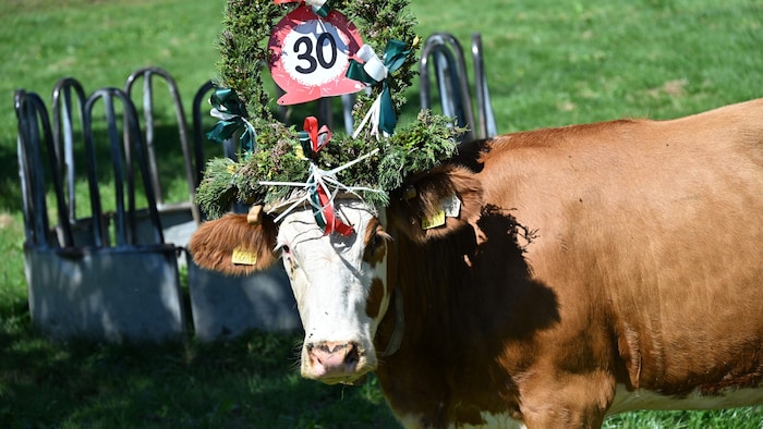 Keine Geschwindigkeitsbegrenzung! Zum 30. Mal wird der Almabtrieb in der GaaDas weist nicht auf ...