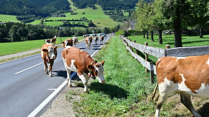 Immer brav der Leitkuh nach!