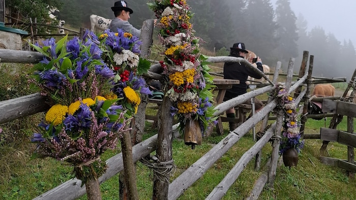 Mystisch. Die Rinder verschwanden im Nebel