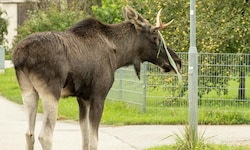 Elch „Emil“ hatte sich zuletzt über mehrere Stunden im Gleisbereich rund um St. Pölten ...