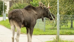 Elch „Emil“ hatte sich zuletzt über mehrere Stunden im Gleisbereich rund um St. Pölten ...