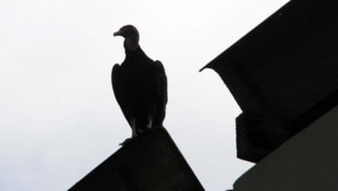 Viel Futter gibt es derzeit für den Pleitegeier. Zwei Firmen stehen vor dem Aus.