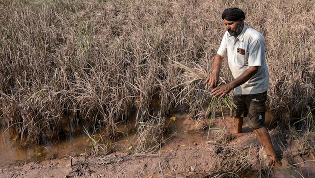 Die meisten Opfer waren Indigene oder Kleinbauern, die sich gegen Bergbau, Forst- und ...