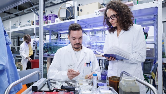 Im Studienfach Microbiome Science lernen Studierende biomedizinische und molekulare Fragen zu ...