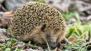 Wer bietet Igeln eine Zwischenstation für die Auswilderung?
