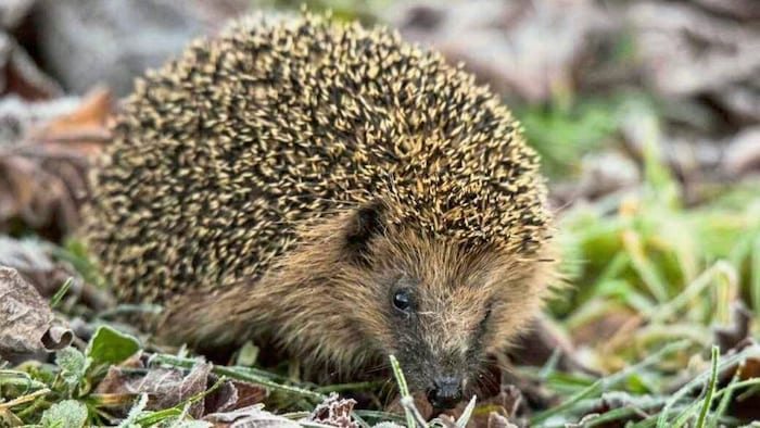 Igel sind immer seltener zu Gast in unseren Gärten.