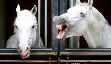 Zum Wiehern: Verkommt die „Spanische“ zum Politikum? 
