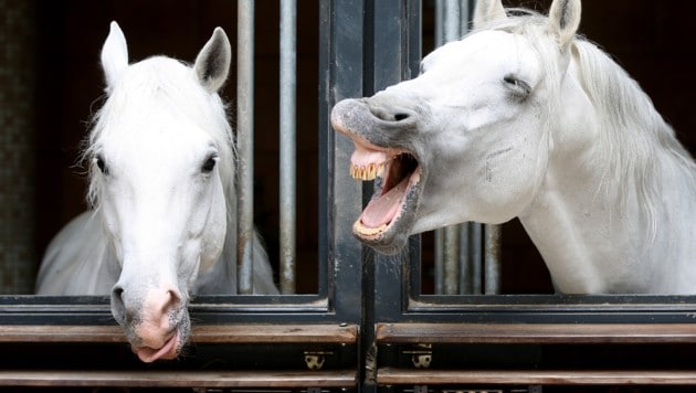 Hinter den Stalltüren rumorte es schon länger. Nun musste Geschäftsführer Alfred Hudler gehen.