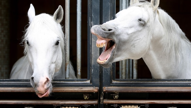 Hinter den Stalltüren rumorte es schon länger. Nun musste Geschäftsführer Alfred Hudler gehen.
