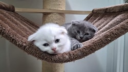 „Mini“ (vorne) musste wegen ihres Aussehens viel leiden.