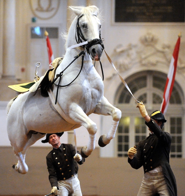 Das „Weiße Ballett“, die Lipizzanerhengste der Spanischen Hofreitschule, gehören zu den ...