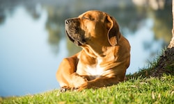 Die Hundstage drehen in der kommenden Woche ordentlich auf: Bis zu 38 Grad werden erwartet. ...