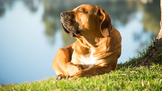 Am Samstag heißt es ab in die Natur – bis zu 31 Grad werden erwartet (Symbolbild).