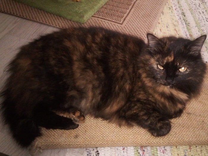 Wer hat Leyla gesehen?