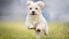 Hunde sind hoch soziale Lauftiere und brauchen genügend Auslauf (Symbolbild).