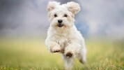 Hunde sind hoch soziale Lauftiere und brauchen genügend Auslauf (Symbolbild).