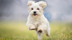 Hunde sind hoch soziale Lauftiere und brauchen genügend Auslauf (Symbolbild).