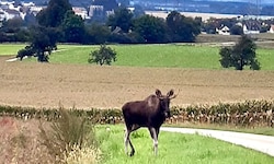 „Emil“ scheint vor allem die Kukuruzfelder bei Haag zu lieben.