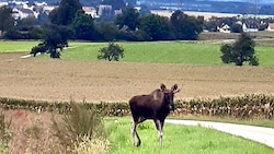 „Emil“ scheint vor allem die Kukuruzfelder bei Haag zu lieben.