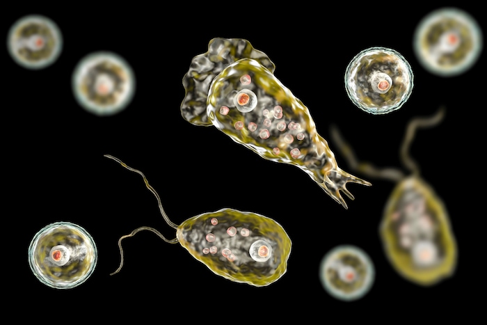 Naegleria fowleri