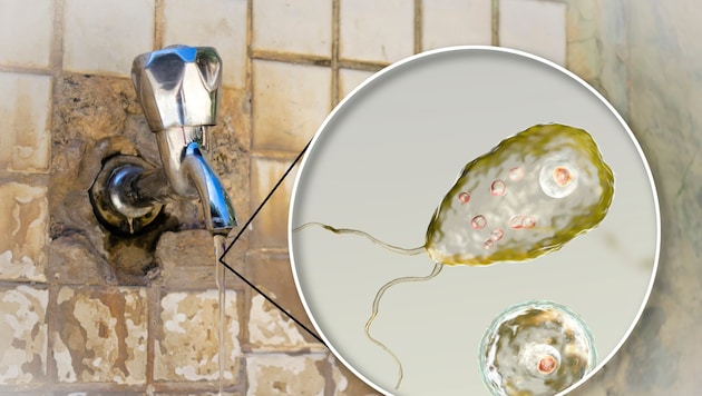Die Amöbe Naegleria fowleri gelangt durch verunreinigtes Wasser in den menschlichen Körper. Sie ...