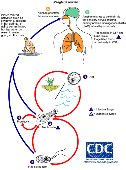 Eine Illustration der US-Gesundheitsbehörde CDC zu Naegleria fowleri.