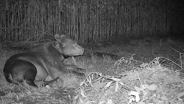The bear has reportedly been roaming the Gailtal valley since July. Wildlife cameras film it ...