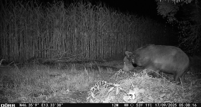 Wildlife cameras film the 300-kilo colossus every day.