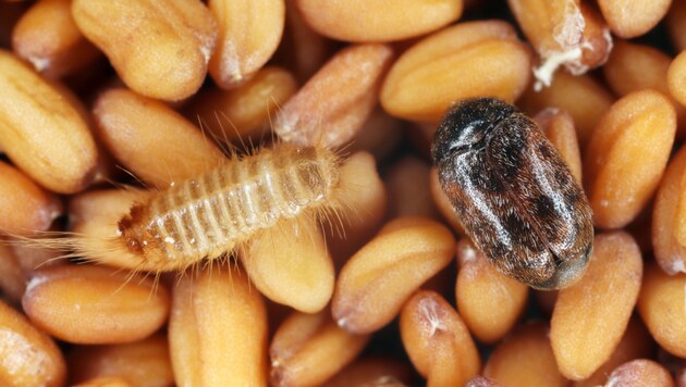 Der Khaprakäfer bedroht die australische Getreideernte.