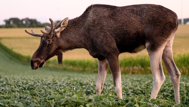 Elch „Emil“ im September 2025