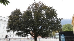 Bereits seit Jahren wird um die Blutbuche vor dem Haus der Musik in Innsbruck gerungen.